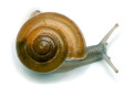 Cryptozona siamensis Thailand type 1 juvenil